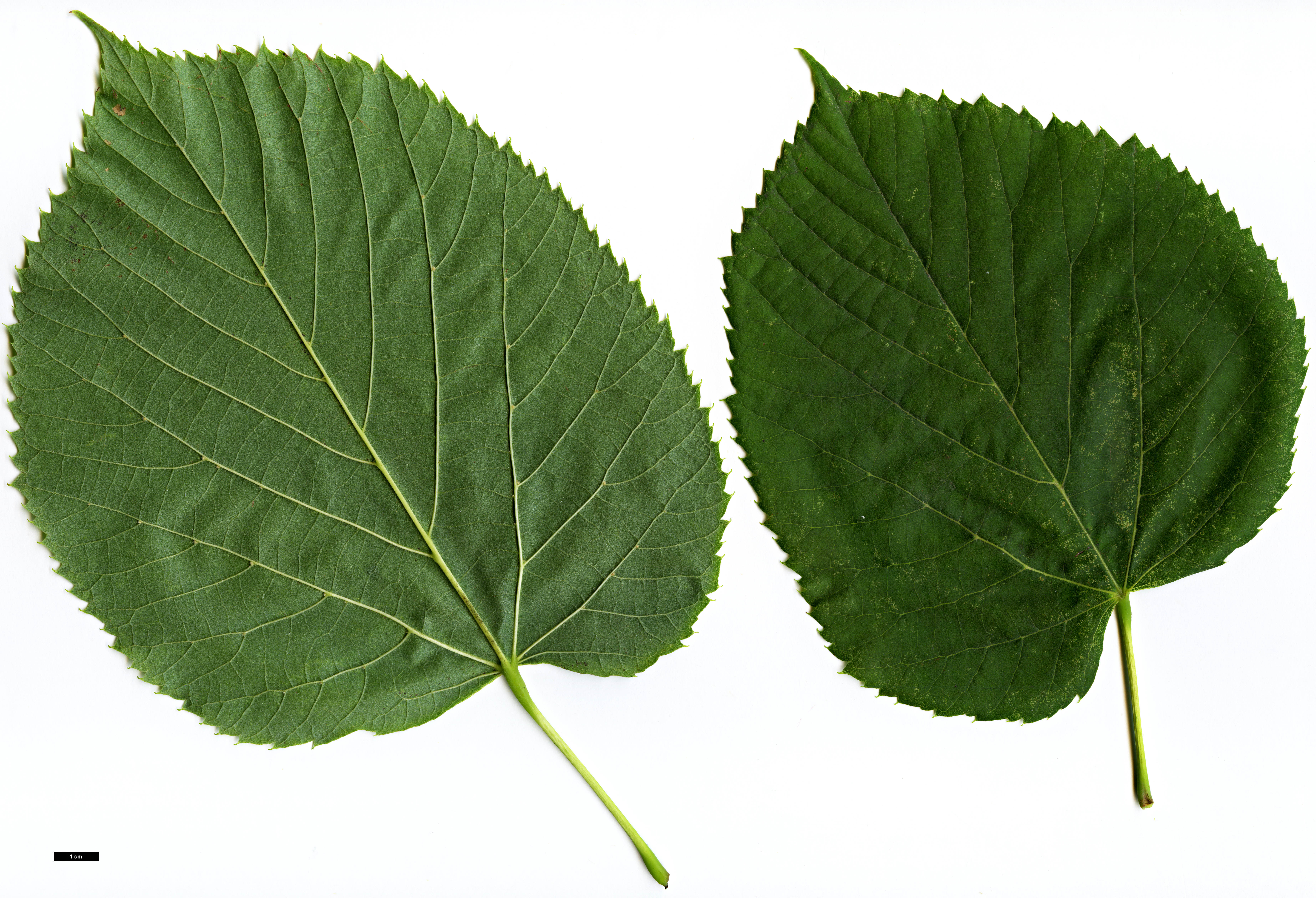High resolution image: Family: Malvaceae - Genus: Tilia - Taxon: americana - SpeciesSub: var. neglecta